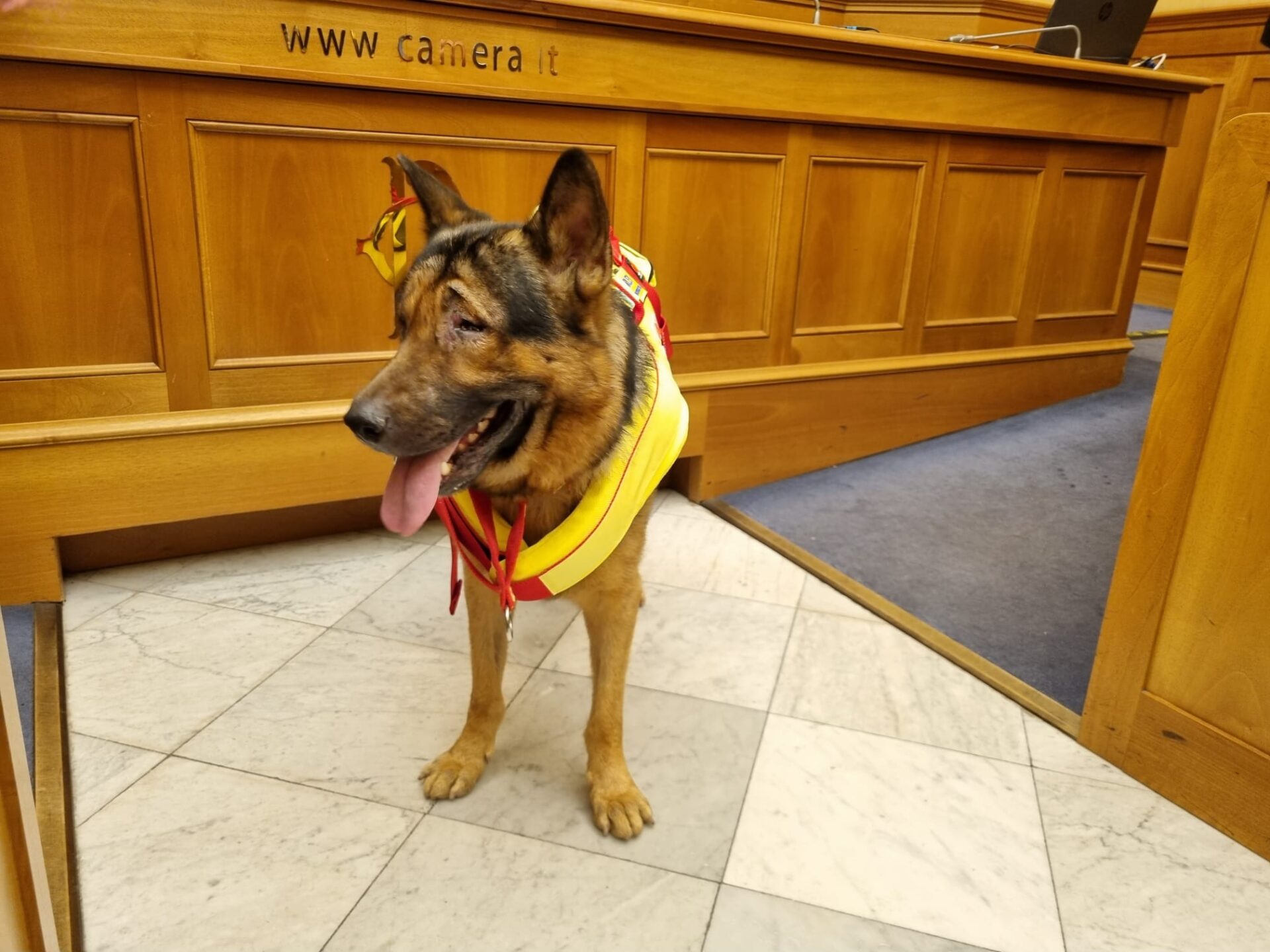 passerella-di-cani-eroi-a-montecitorio:-e-la-prima-volta-nella-storia